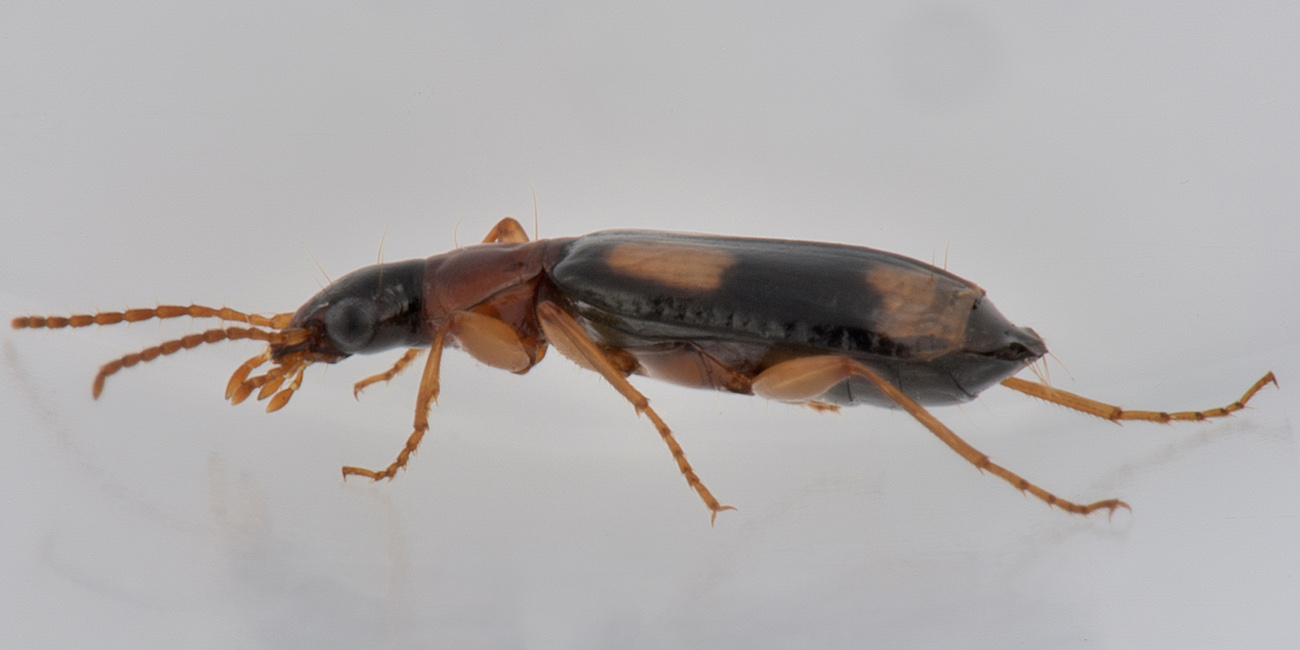 Carabidae: Dromius quadrimaculatus?  S !